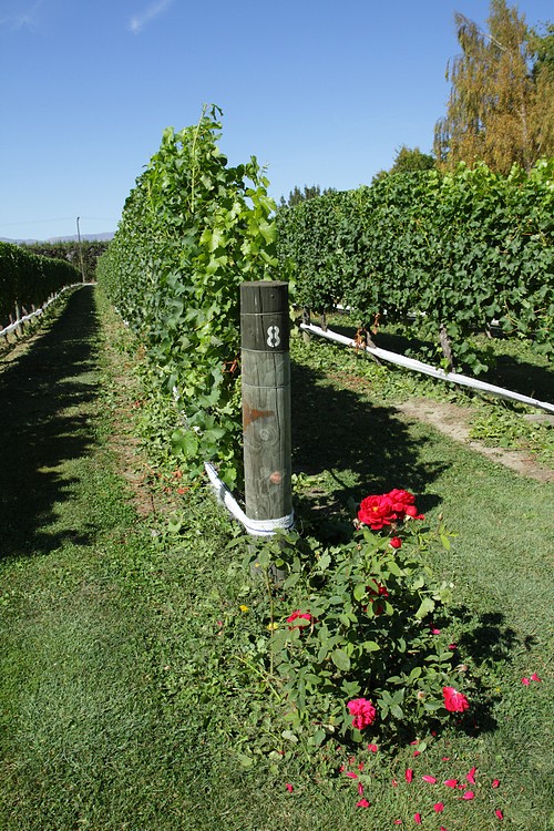 Forest Winery, Blenheim