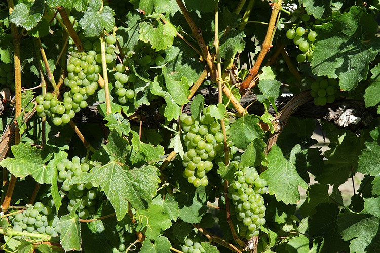 Forest Winery, Blenheim