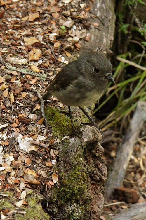 New Zealand Robin