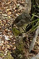New Zealand Robin