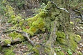 Hard Beech roots