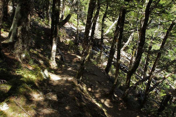 Pinchgut Track