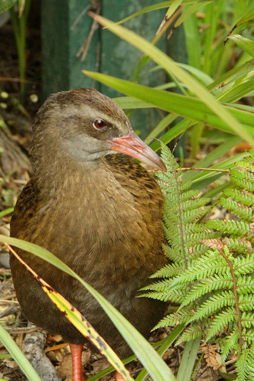Weka