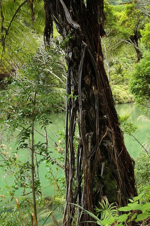 Tree fern trunk