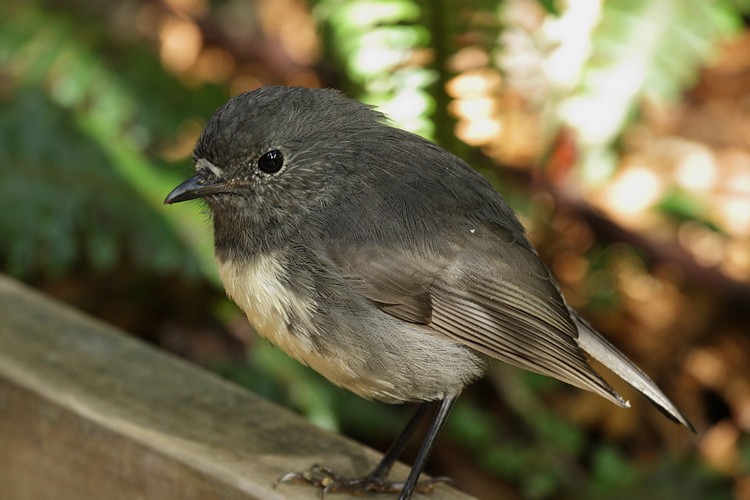 New Zealand Robin