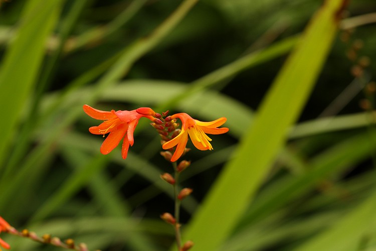 Orange flower