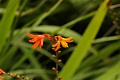 Orange flower