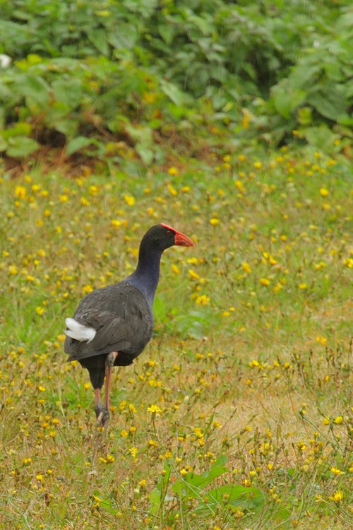 Pukeko