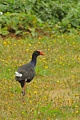 Pukeko