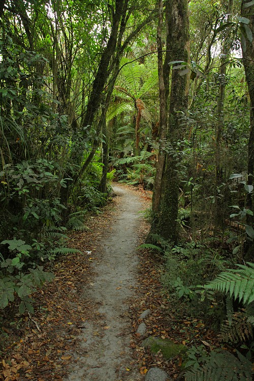 Franz Josef forest