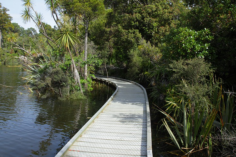 Kahikatea Swamp Forest Walk