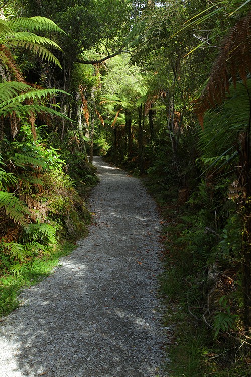 Kahikatea Swamp Forest Walk