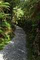 Kahikatea Swamp Forest Walk