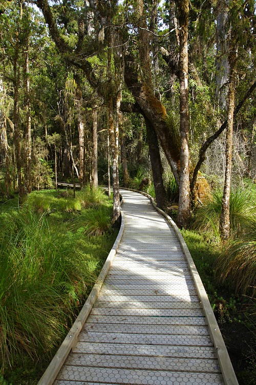Kahikatea Swamp Forest Walk