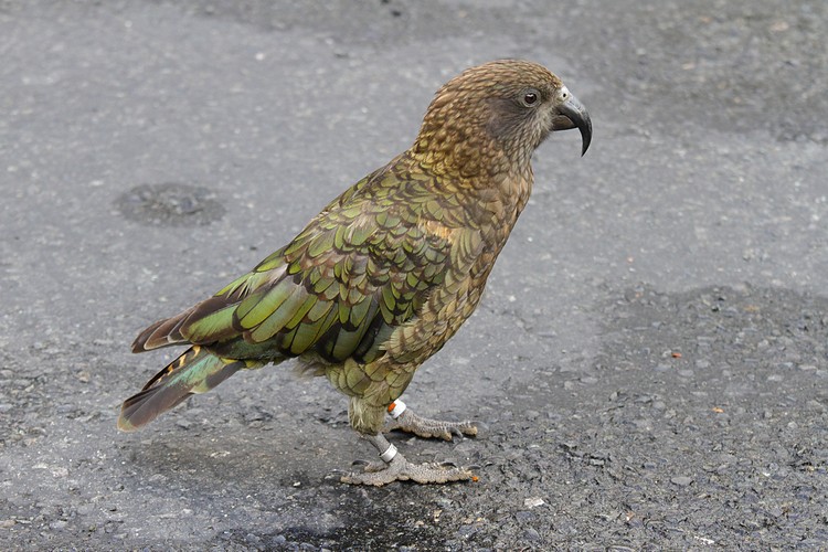 Kea (adult)