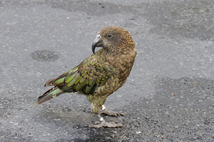 Kea (adult)