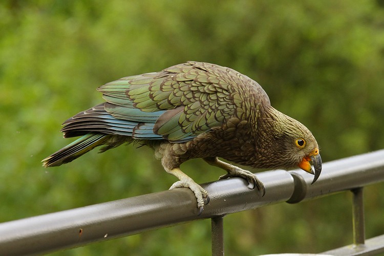 Kea (juvenile)