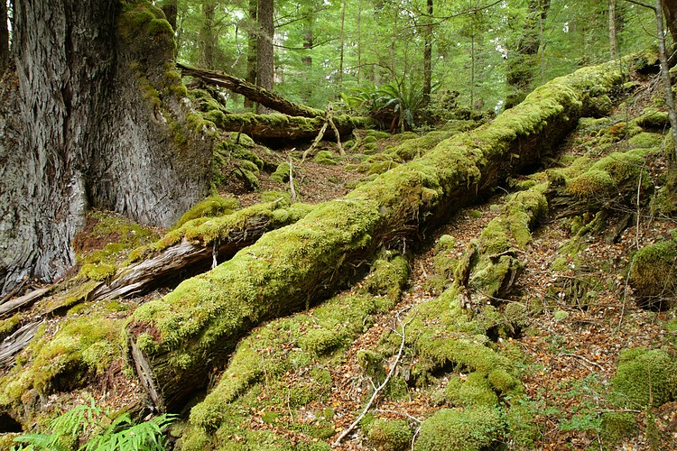 Mossy log