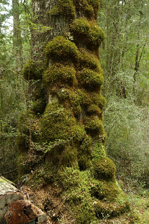 Mossy tree