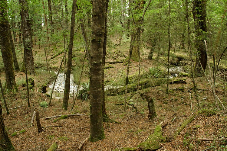 Beech forest