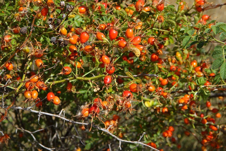 Rose hips