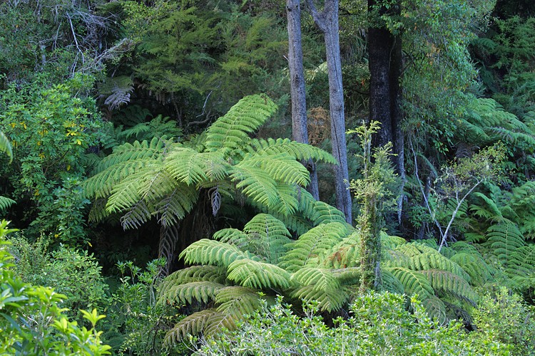 Tree Fern