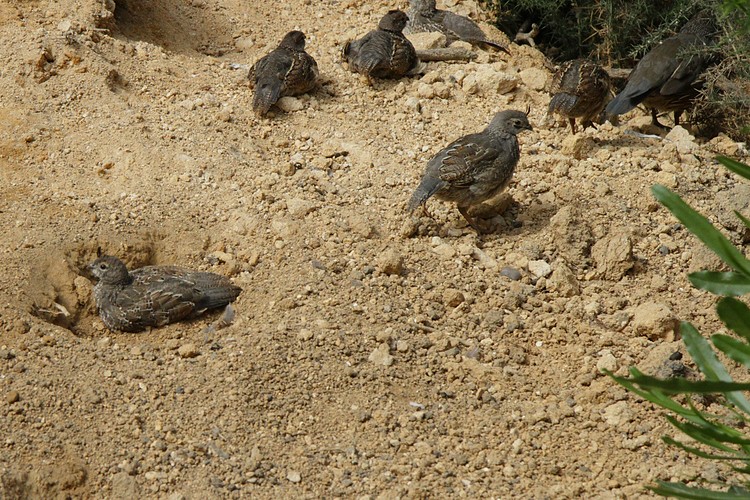 Quail
