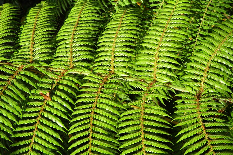 Fern