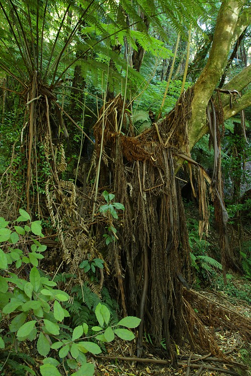 Queen Charlotte Track