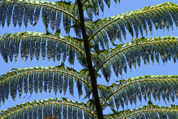 Silver Tree Fern
