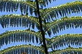 Silver Tree Fern
