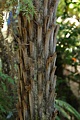 Tree fern trunk