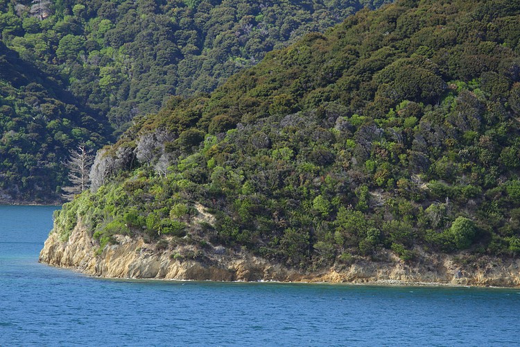 Kahikatea Bay - west point