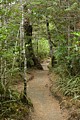 Taranaki Falls Trail