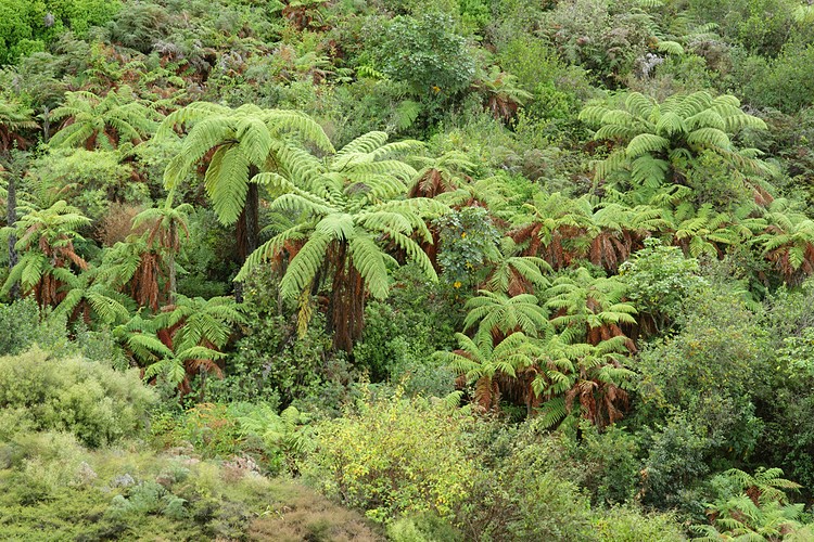 Tree Fern forest
