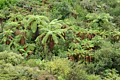 Tree Fern forest
