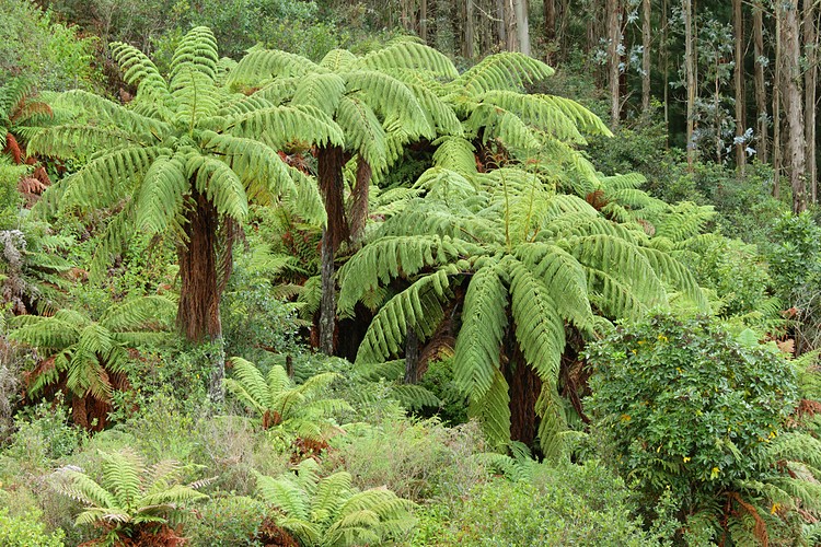 Tree Fern forest