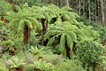 Tree Fern forest