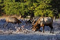 Elk at Prairie Creek Redwoods State Park