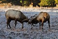 Elk at Prairie Creek Redwoods State Park