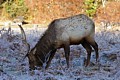 Elk at Prairie Creek Redwoods State Park