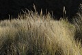 Gold Bluffs Beach