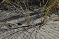 Gold Bluffs Beach