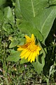 Mule Ears