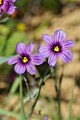 Blue-eyed Grass