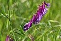 Winter Vetch