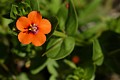 Scarlet Pimpernel