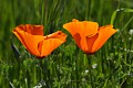 California Poppies