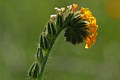 Fiddleneck