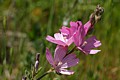 Checkerbloom